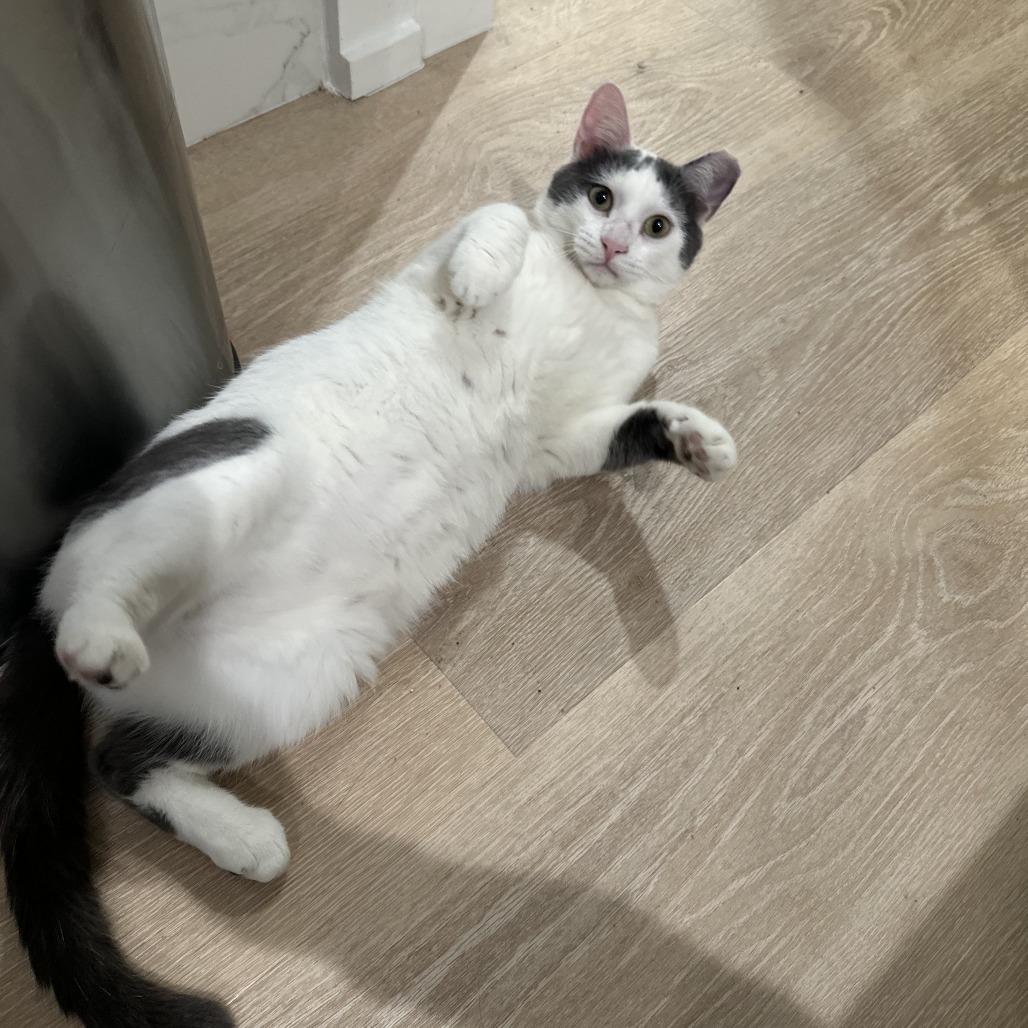 Enlarge Scooby, a Adoptable Domestic Short Hair in Chicago, IL image 3/6