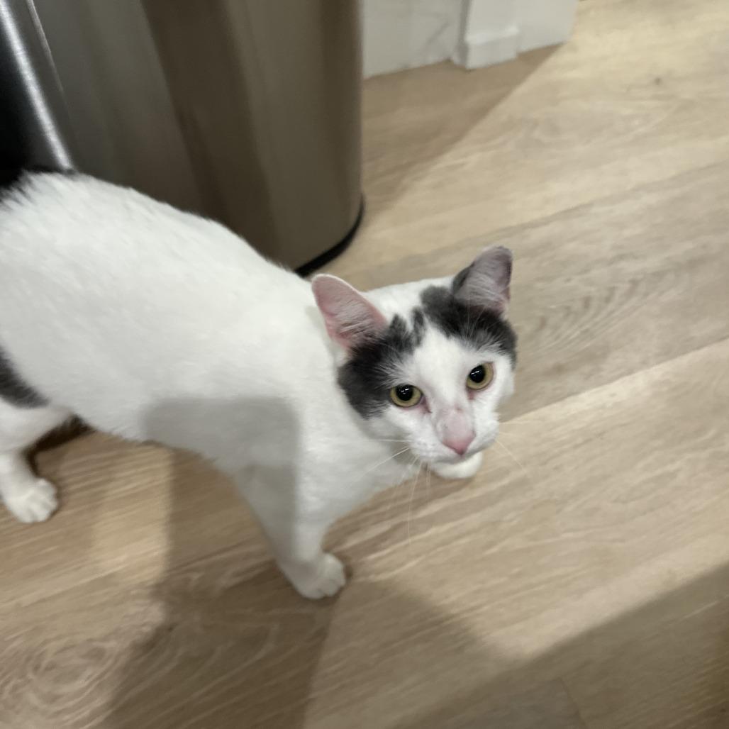 Enlarge Scooby, a Adoptable Domestic Short Hair in Chicago, IL image 4/6
