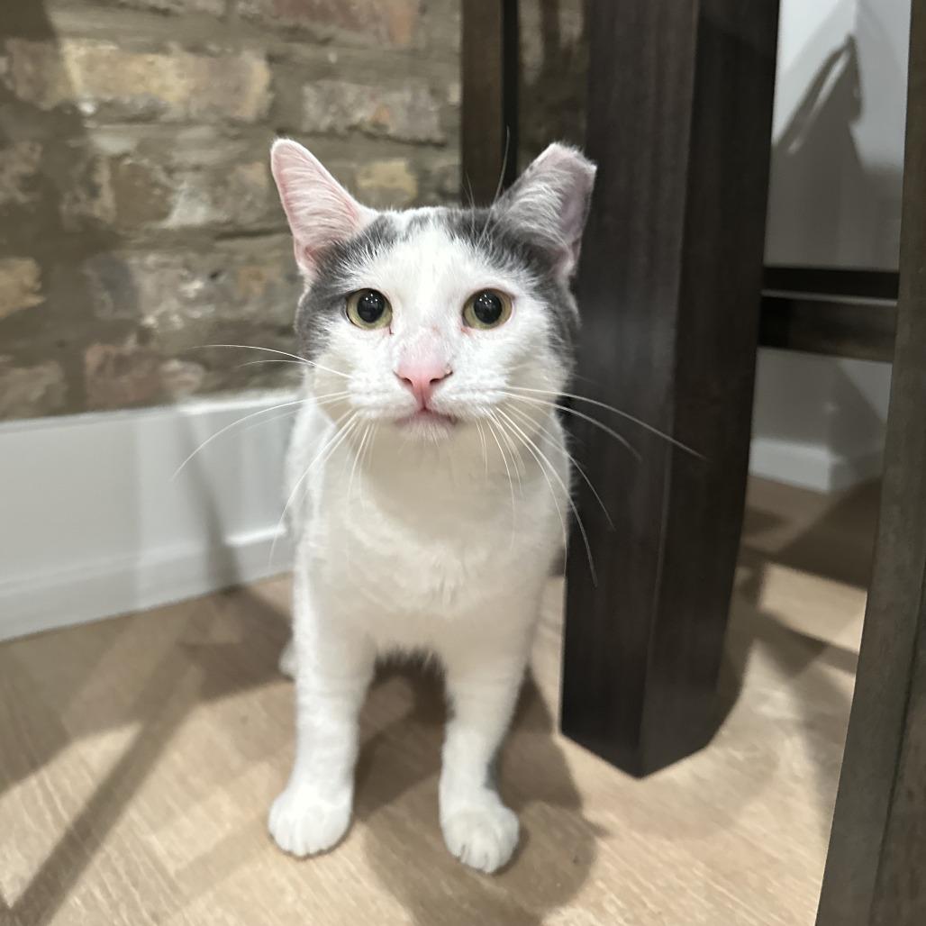 Enlarge Scooby, a Adoptable Domestic Short Hair in Chicago, IL image 5/6