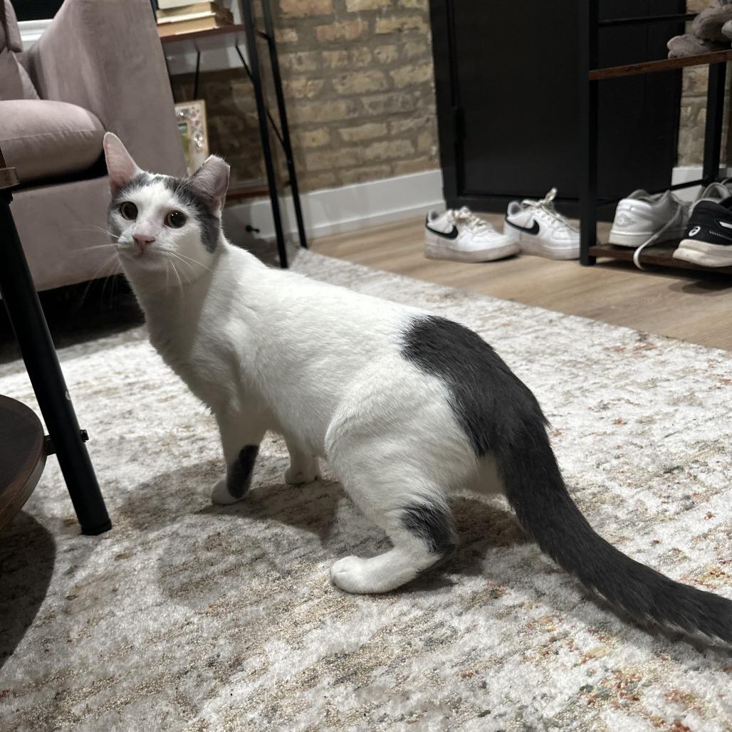 Enlarge Scooby, a Adoptable Domestic Short Hair in Chicago, IL image 6/6