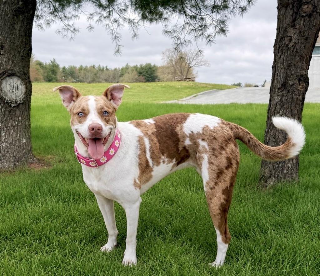 Kady LOCAL, Adoptable, Young Female Catahoula Leopard Dog & Pit Bull Terrier.