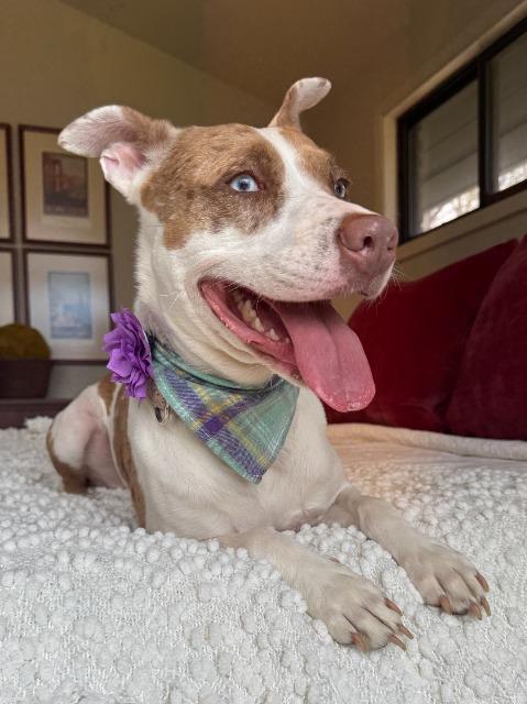 Kady, Adoptable, Adult Female Spaniel.