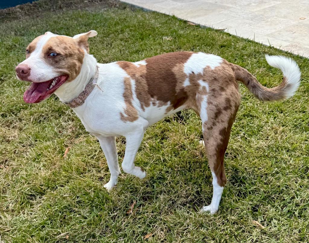 Enlarge Kady, a Adoptable mixed breed in Princeton, MA image 2/6