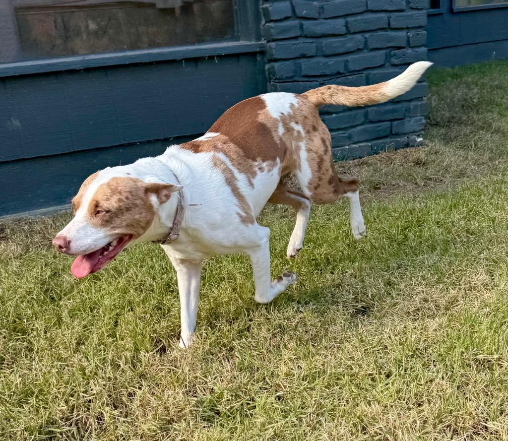 Enlarge Kady, a Adoptable mixed breed in Princeton, MA image 4/6