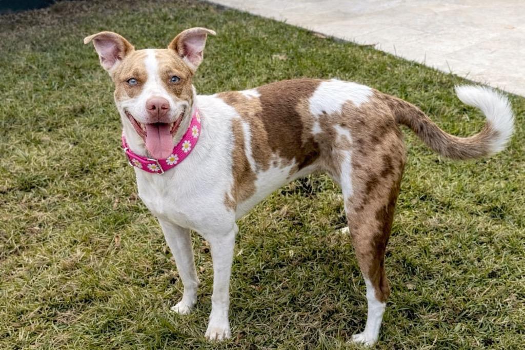 Enlarge Kady LOCAL, a Adoptable mixed breed in Princeton, MA image 2/6