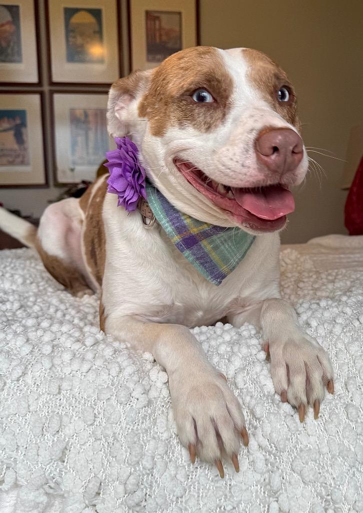 Enlarge Kady, a Adoptable mixed breed in Princeton, MA image 5/6