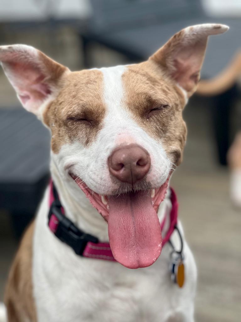 Kady LOCAL, Adoptable, Young Female Catahoula Leopard Dog & Pit Bull Terrier.