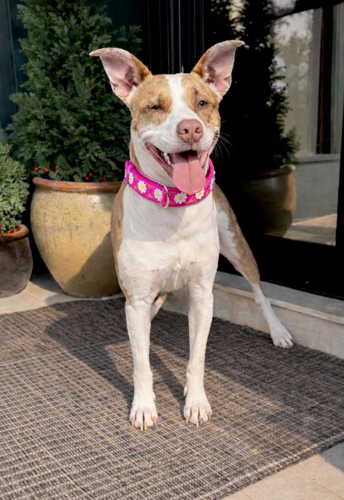 Enlarge Kady LOCAL, a Adoptable mixed breed in Princeton, MA image 2/6