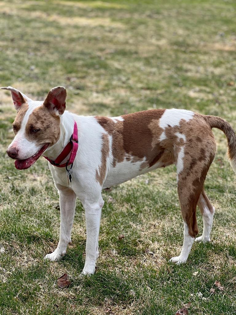 Enlarge Kady LOCAL, a Adoptable mixed breed in Princeton, MA image 4/6
