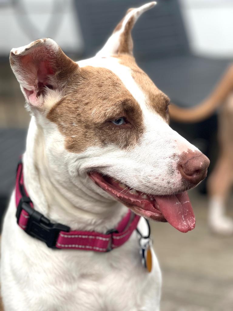 Enlarge Kady LOCAL, a Adoptable mixed breed in Princeton, MA image 4/6