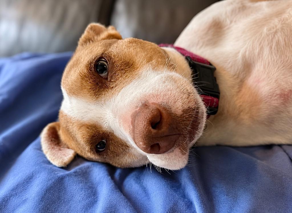 Enlarge Kady LOCAL, a Adoptable mixed breed in Princeton, MA image 5/6
