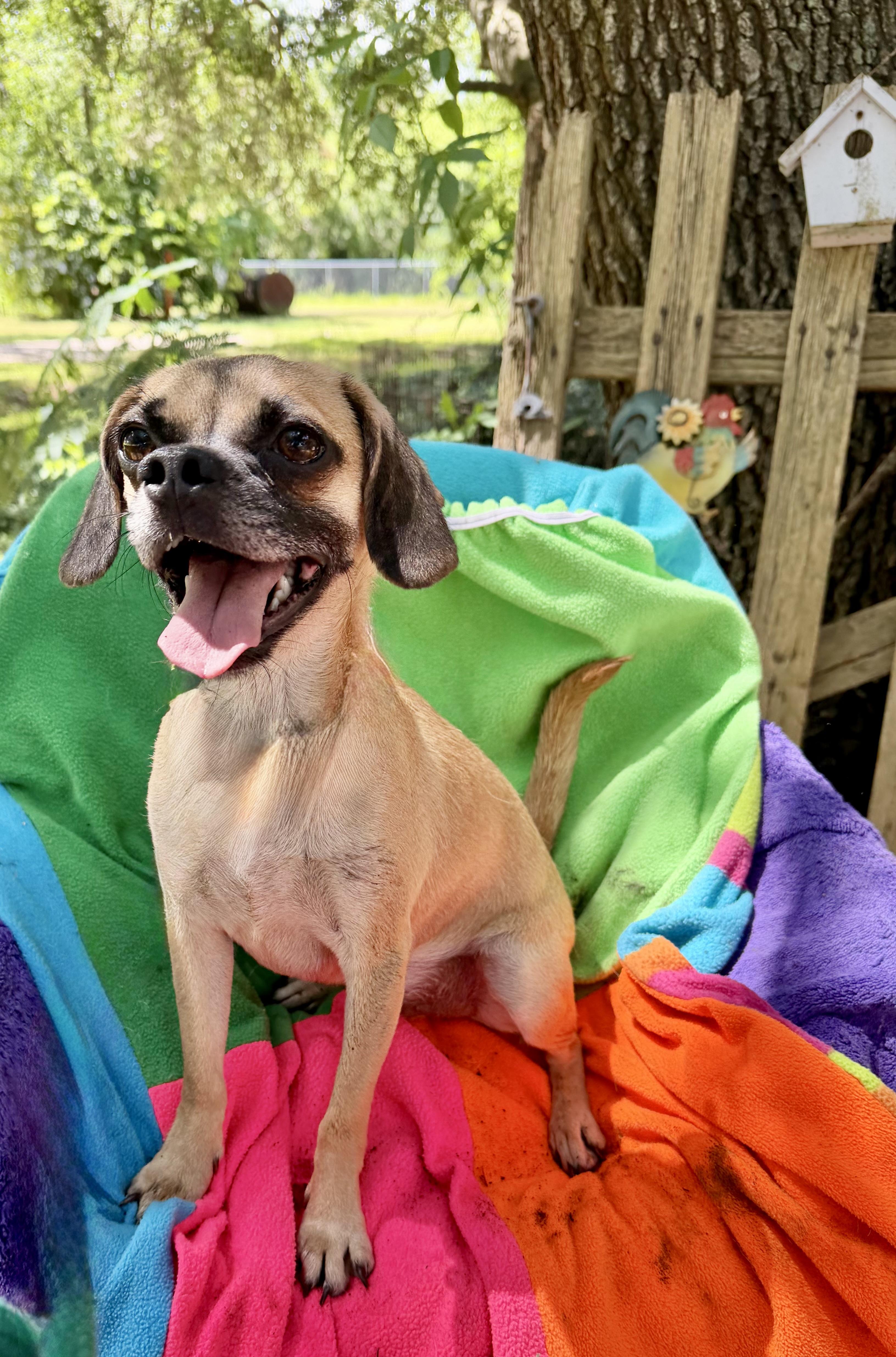 Enlarge Valente WA14281-T, a Adoptable mixed breed in Bellevue, WA image 6/6