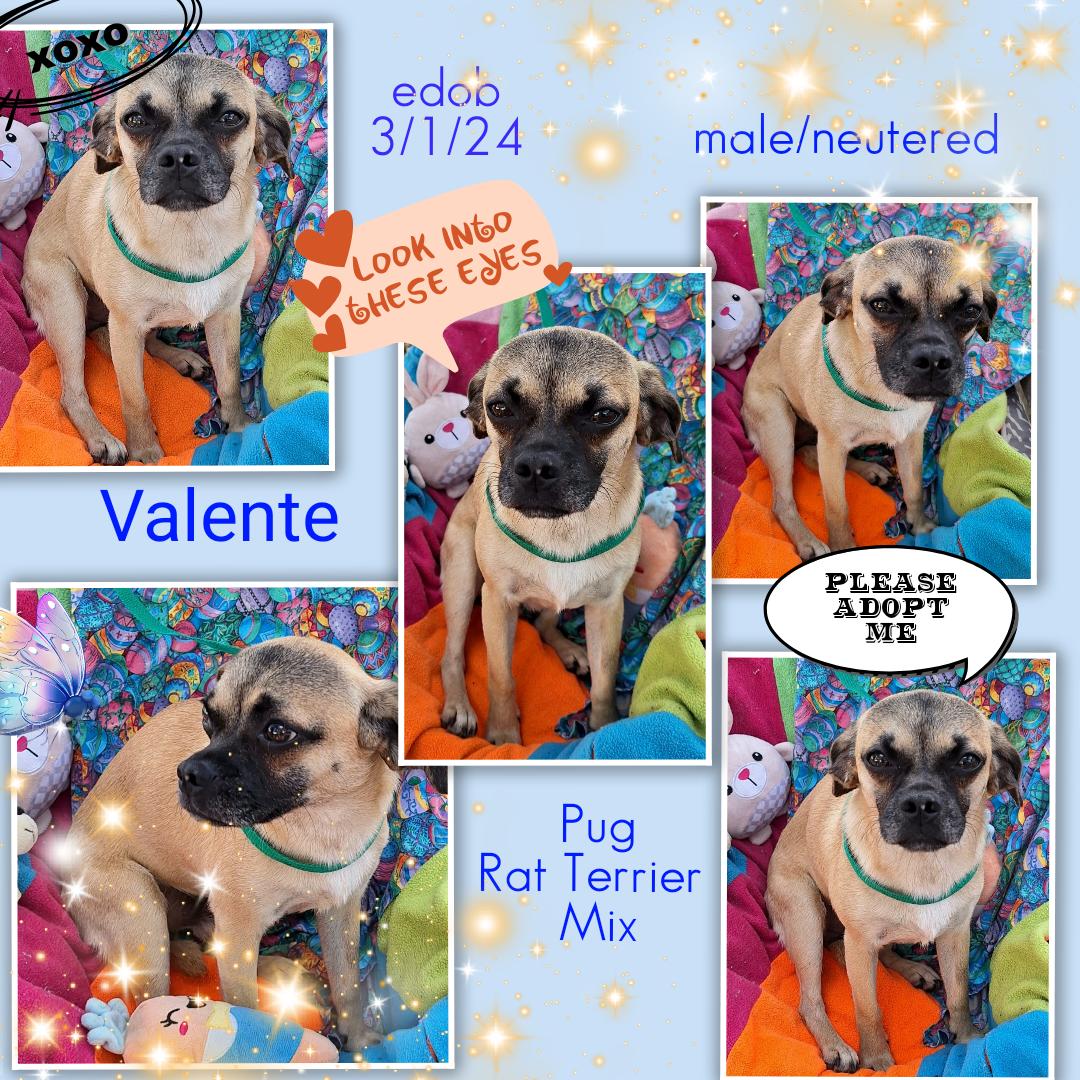 Enlarge Valente WA14281-T, a Adoptable mixed breed in Bellevue, WA image 3/6