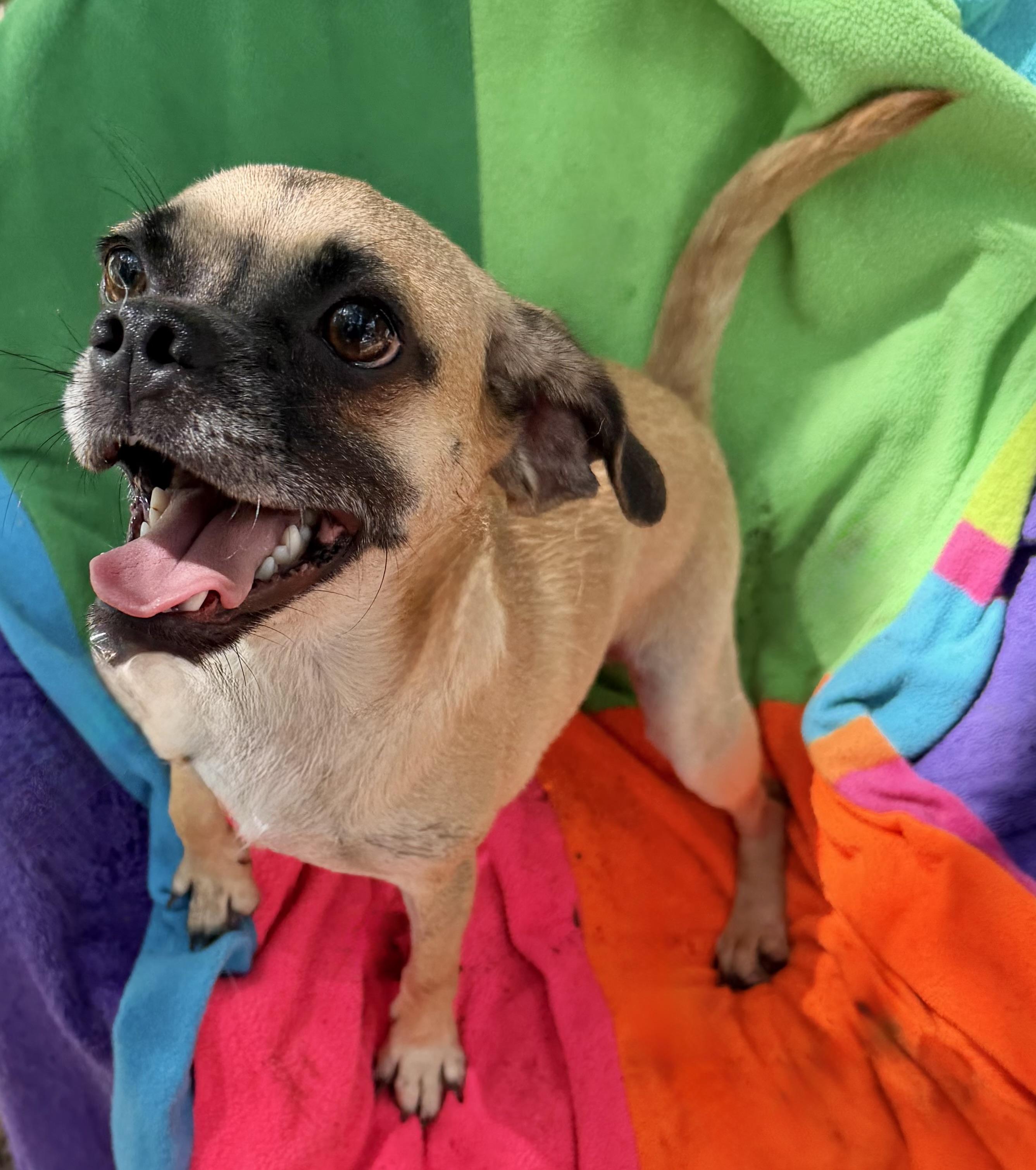 Enlarge Valente WA14281-T, a Adoptable mixed breed in Bellevue, WA image 5/6