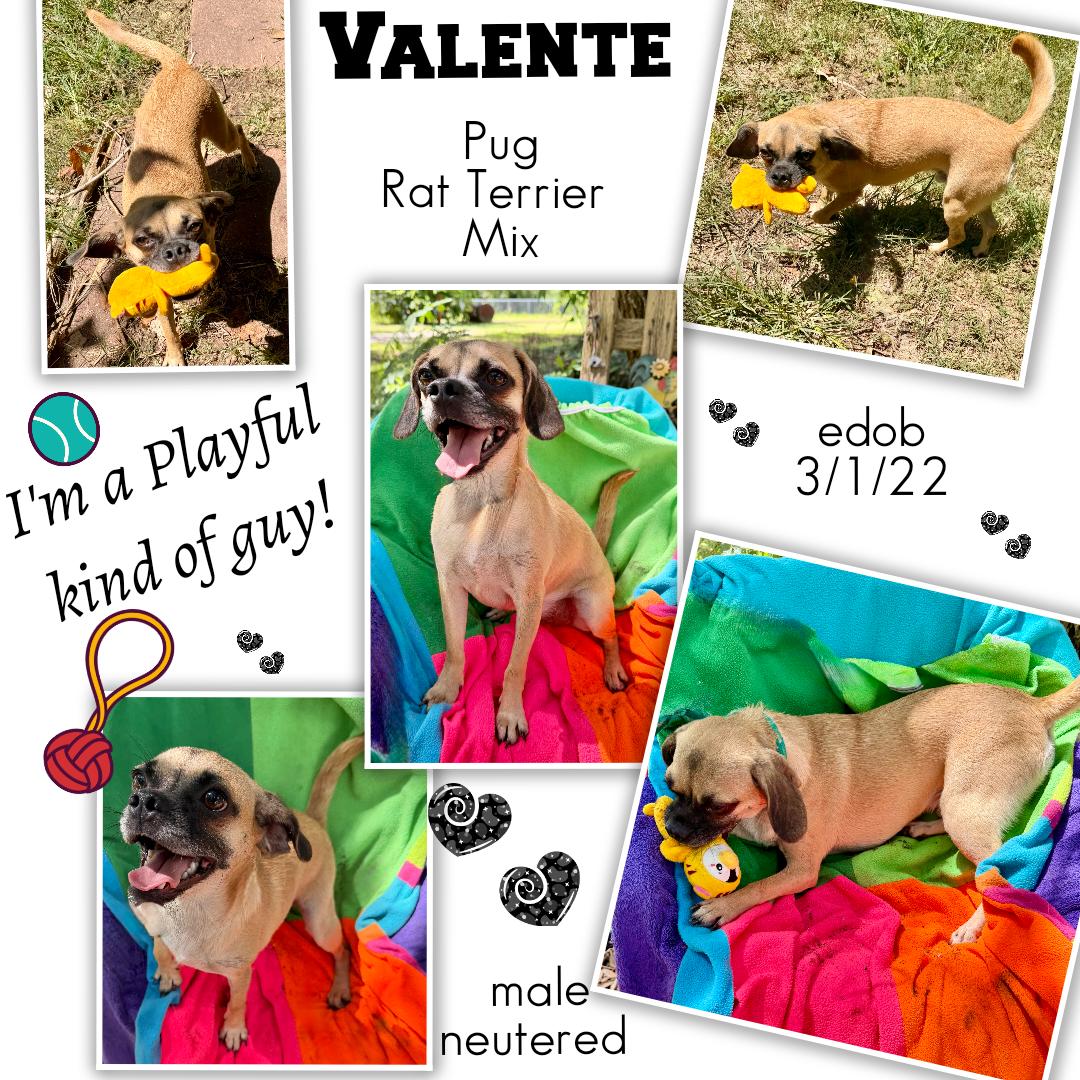 Valente WA14281-T, Adoptable, Adult Male Pug & Rat Terrier.