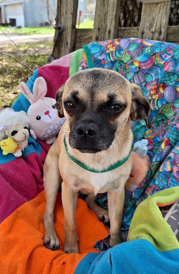 Enlarge Valente WA14281-T, a Adoptable mixed breed in Bellevue, WA image 2/6