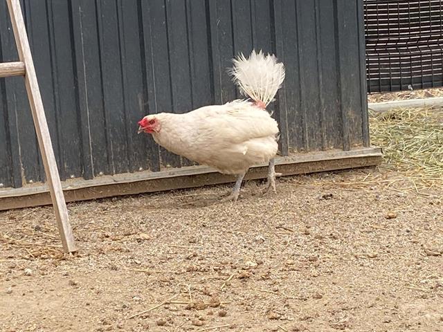 Enlarge CUCA, a Adoptable Chicken in Tustin, CA image 1/1