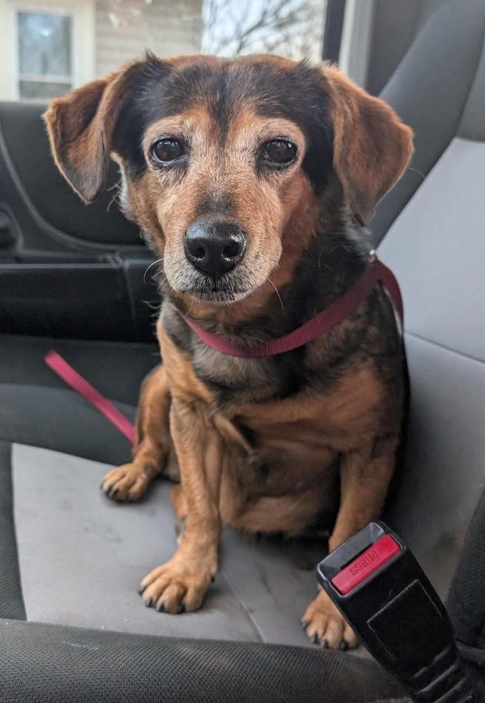 Nora, Adopted, Senior Female Dachshund.