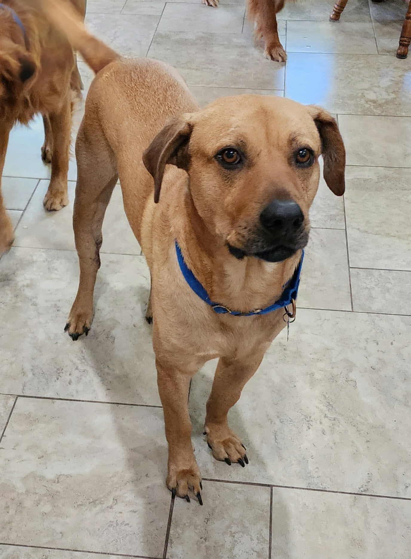 Enlarge Butters, a Adoptable mixed breed in Kutztown, PA image 5/6