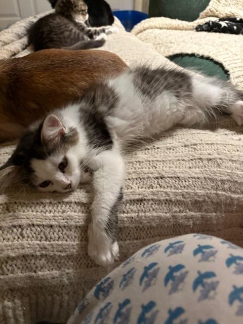 Pricklepants, a Adoptable Domestic Medium Hair in Santa Cruz, CA image 3/5