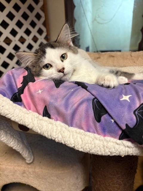 Pricklepants, Adoptable, Kitten Male Domestic Medium Hair.