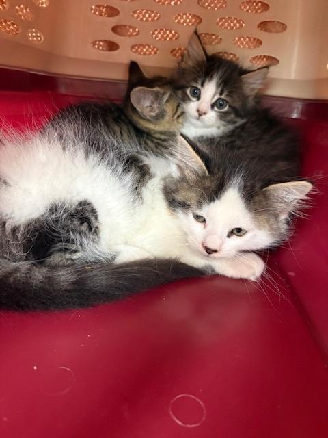 Pricklepants, a Adoptable Domestic Medium Hair in Santa Cruz, CA image 5/5