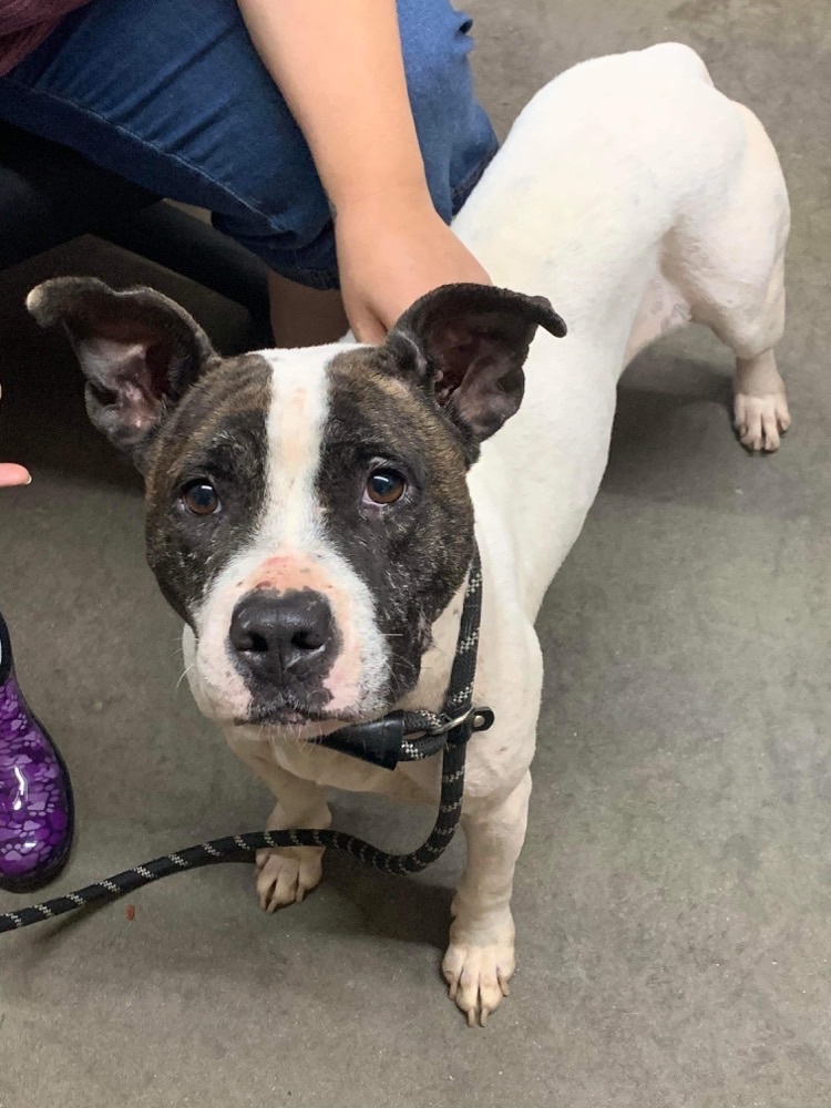 Willow, a Adoptable mixed breed in New Haven , CT image 1/6