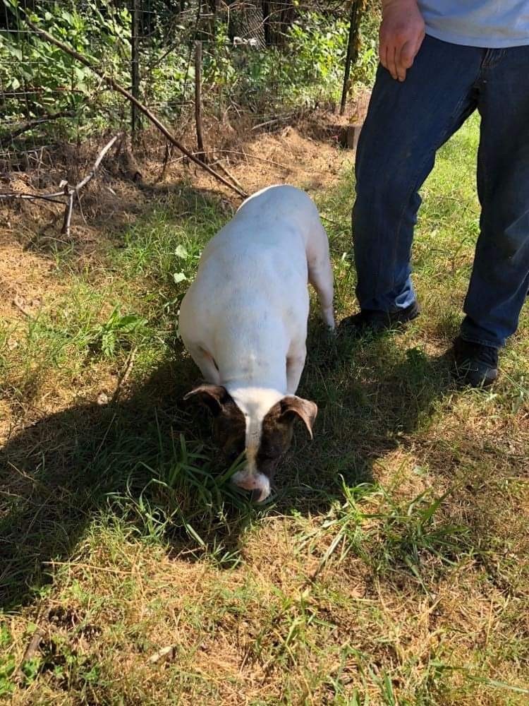 Willow, a Adoptable mixed breed in New Haven , CT image 4/6