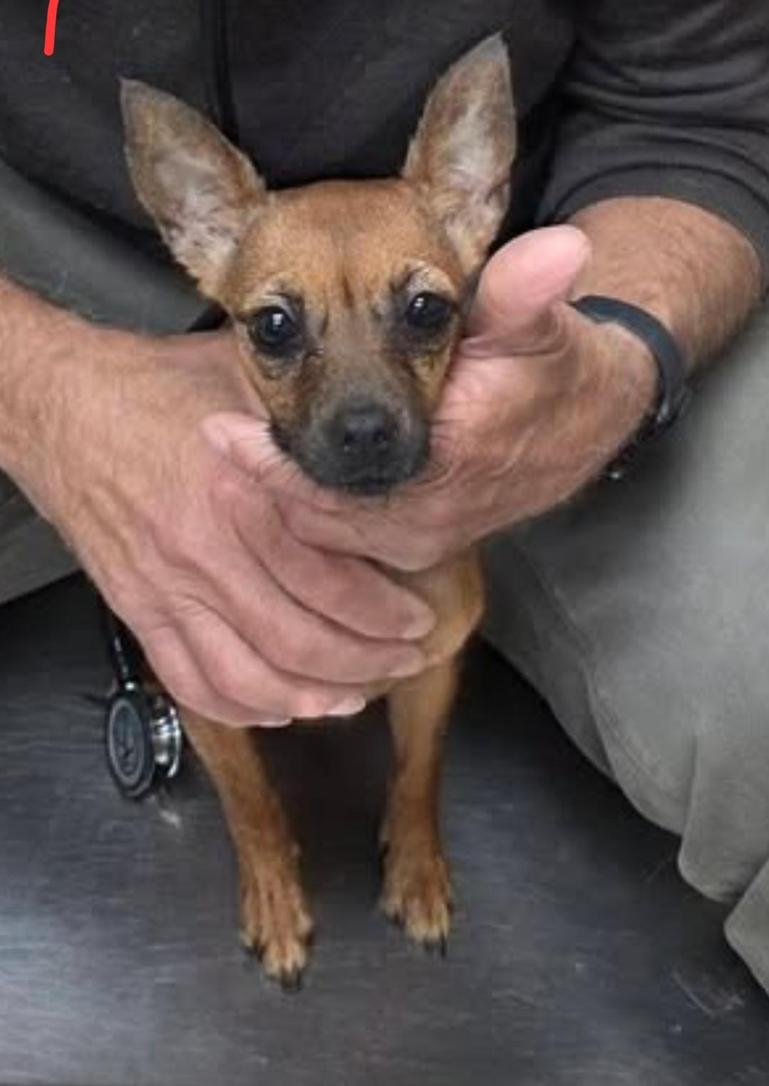Tinkerbell, ADOPTABLE, Adult Female Chihuahua.