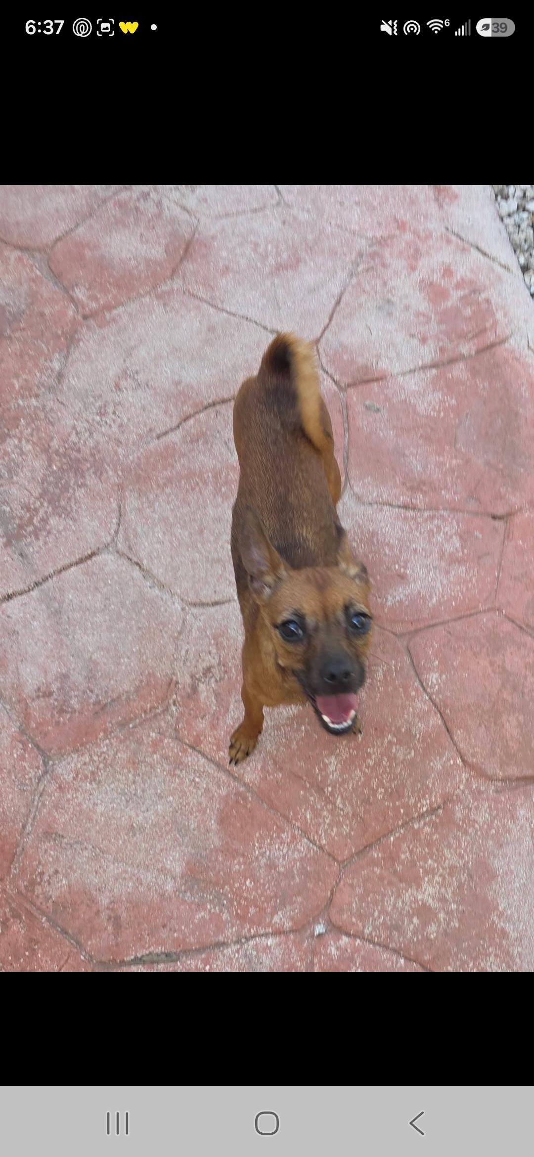 Tinkerbell, a ADOPTABLE Chihuahua in Miami, FL image 2/2