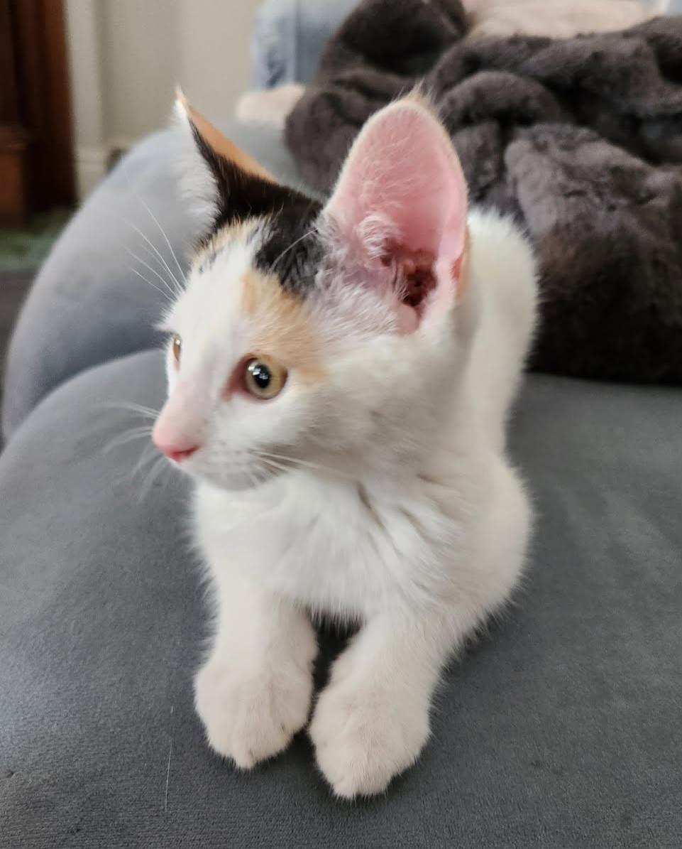 Enlarge Georgina 12 weeks, an adopted Calico in London, ON image 3/4