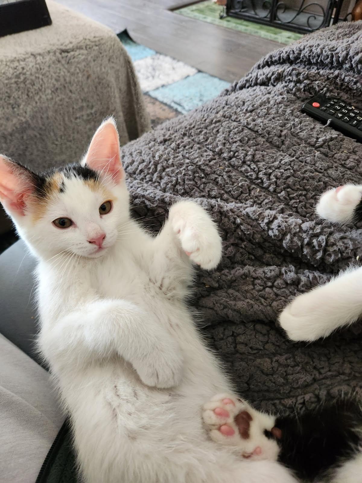 Georgina 12 weeks, adopted, Kitten Female Calico.