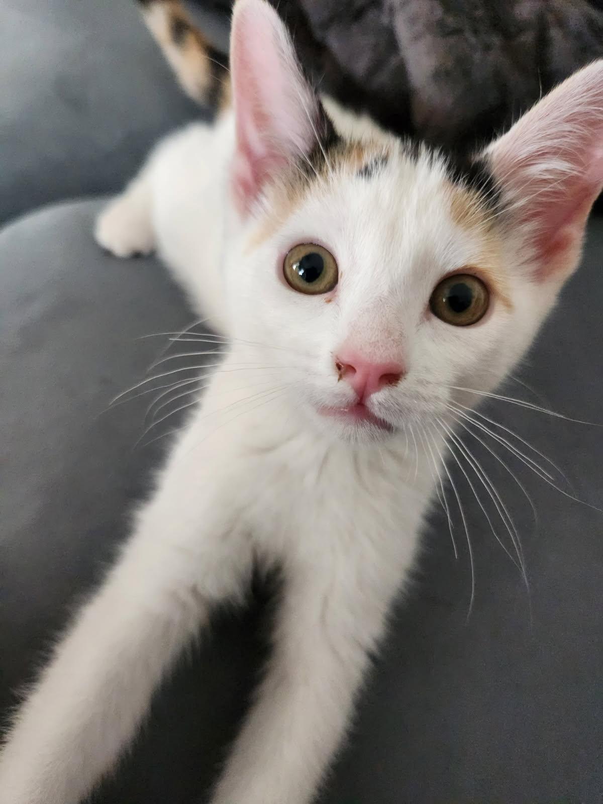 Enlarge Georgina 12 weeks, an adopted Calico in London, ON image 4/4