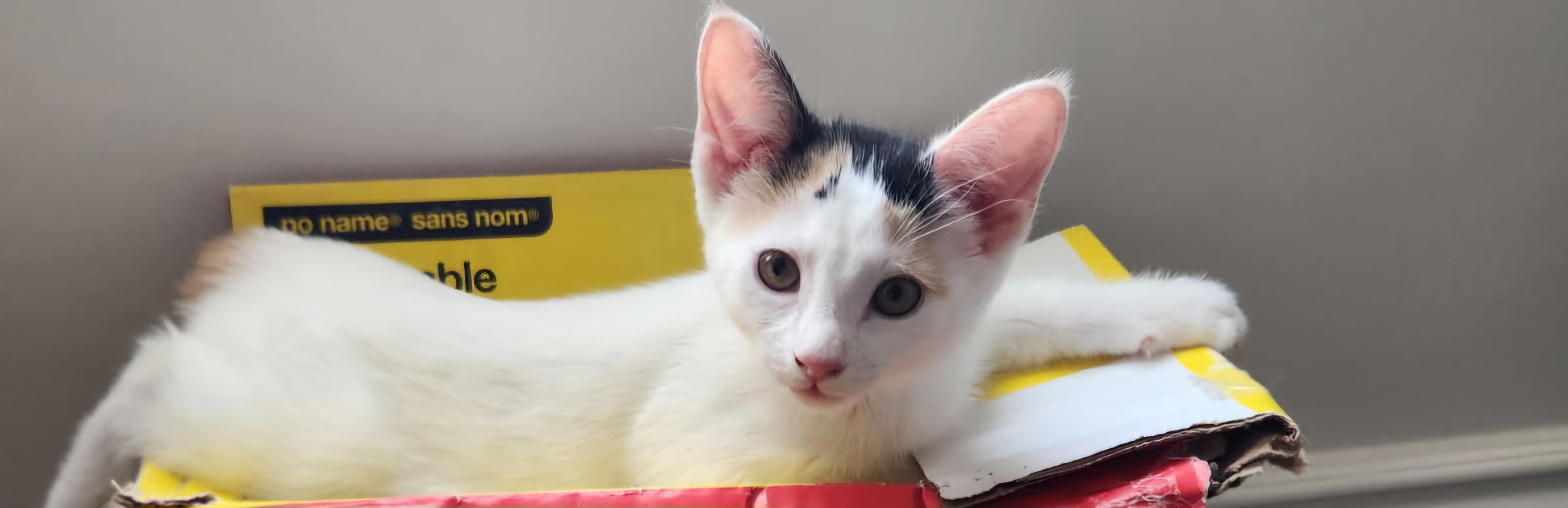 Enlarge Georgina 12 weeks, an adopted Calico in London, ON image 2/4
