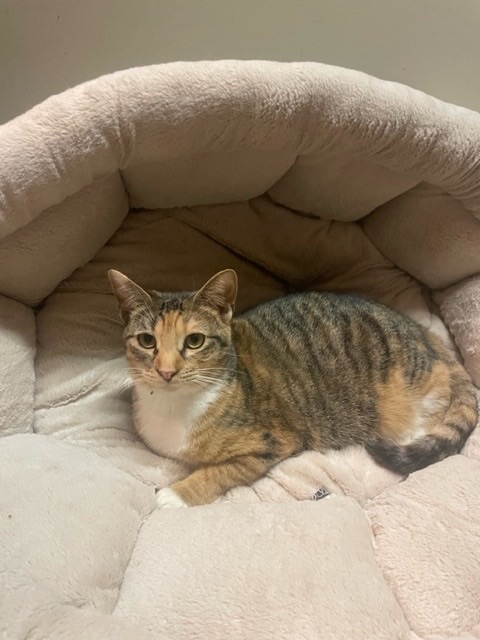 Pippa, Adoptable, Young Female Domestic Short Hair & Abyssinian.