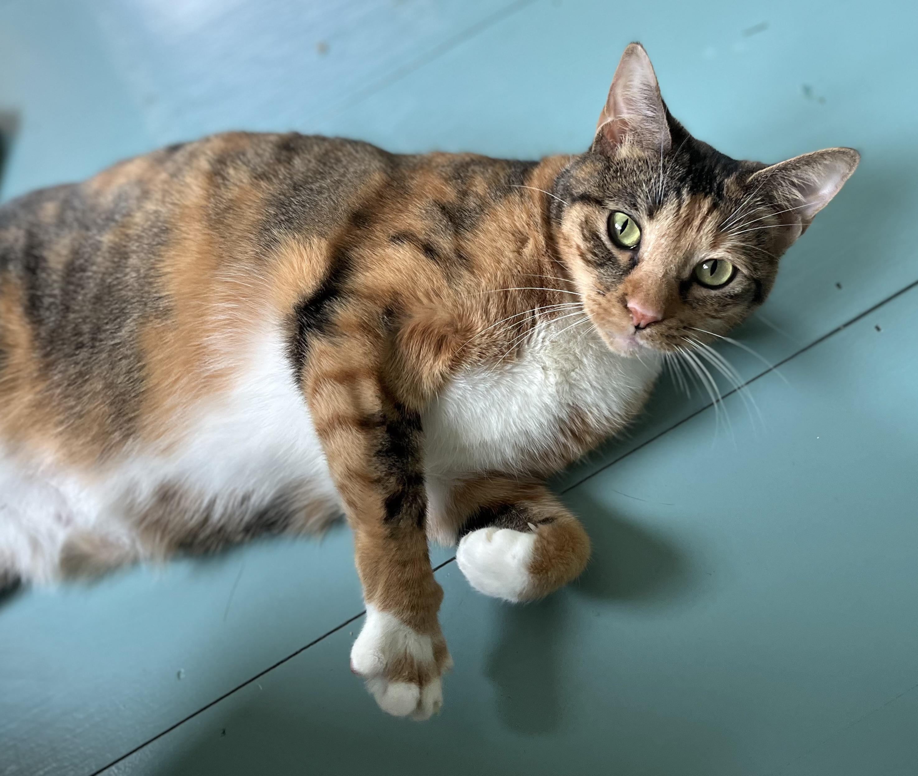 Pippa - Available for meet & greet, a Adoptable mixed breed in Warwick, RI image 5/6