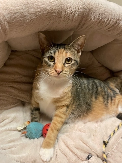 Pippa, a Adoptable mixed breed in Warwick, RI image 2/6