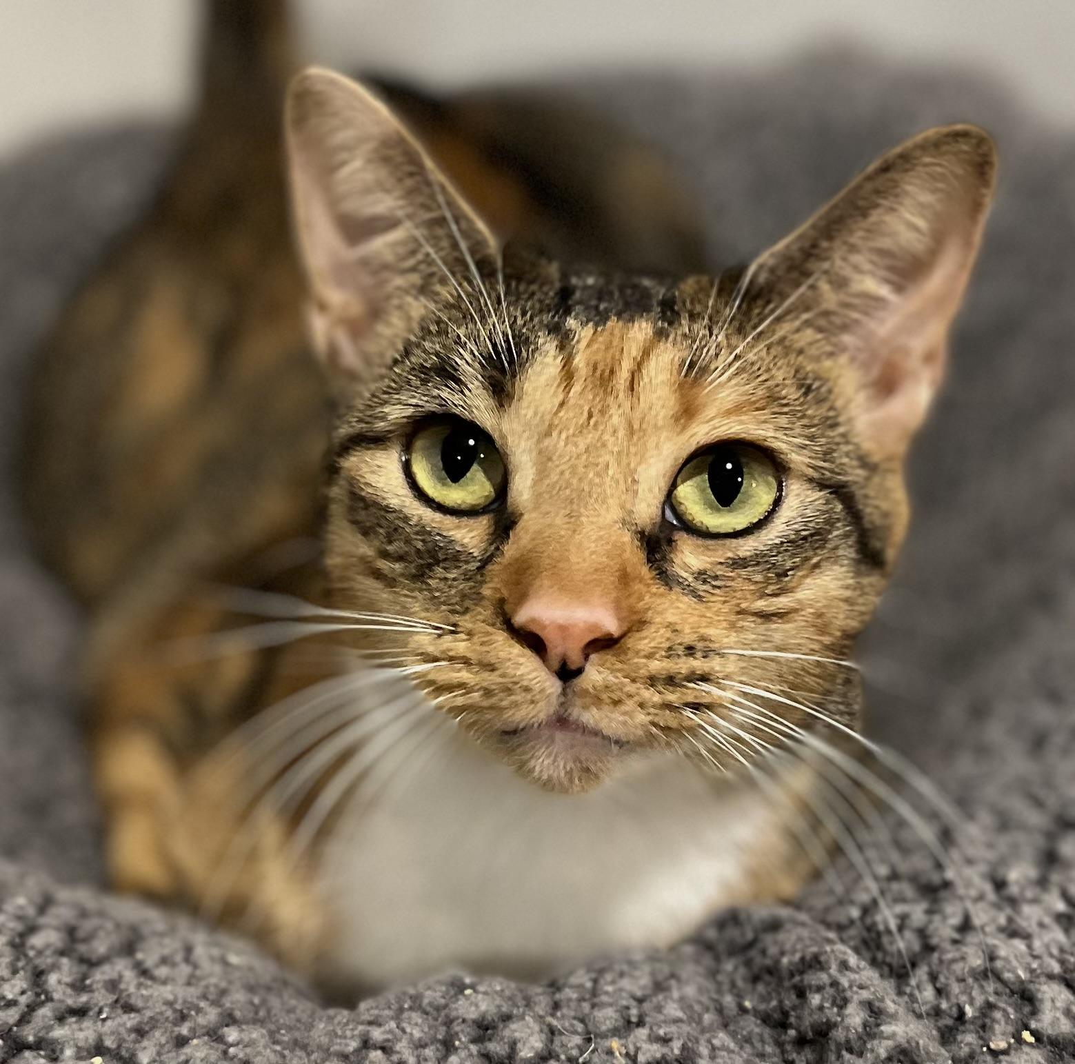 Pippa - Available for meet & greet, Adoptable, Young Female Domestic Short Hair & Abyssinian.