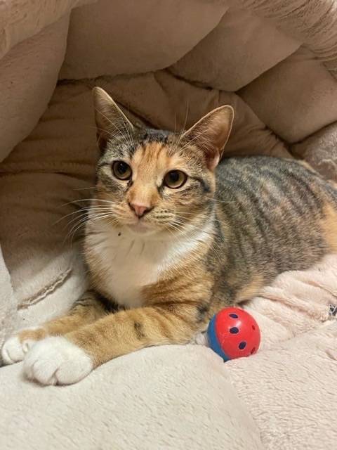 Pippa, a Adoptable mixed breed in Warwick, RI image 3/6