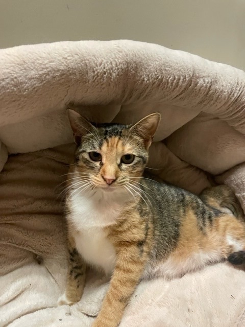 Pippa, a Adoptable mixed breed in Warwick, RI image 4/6