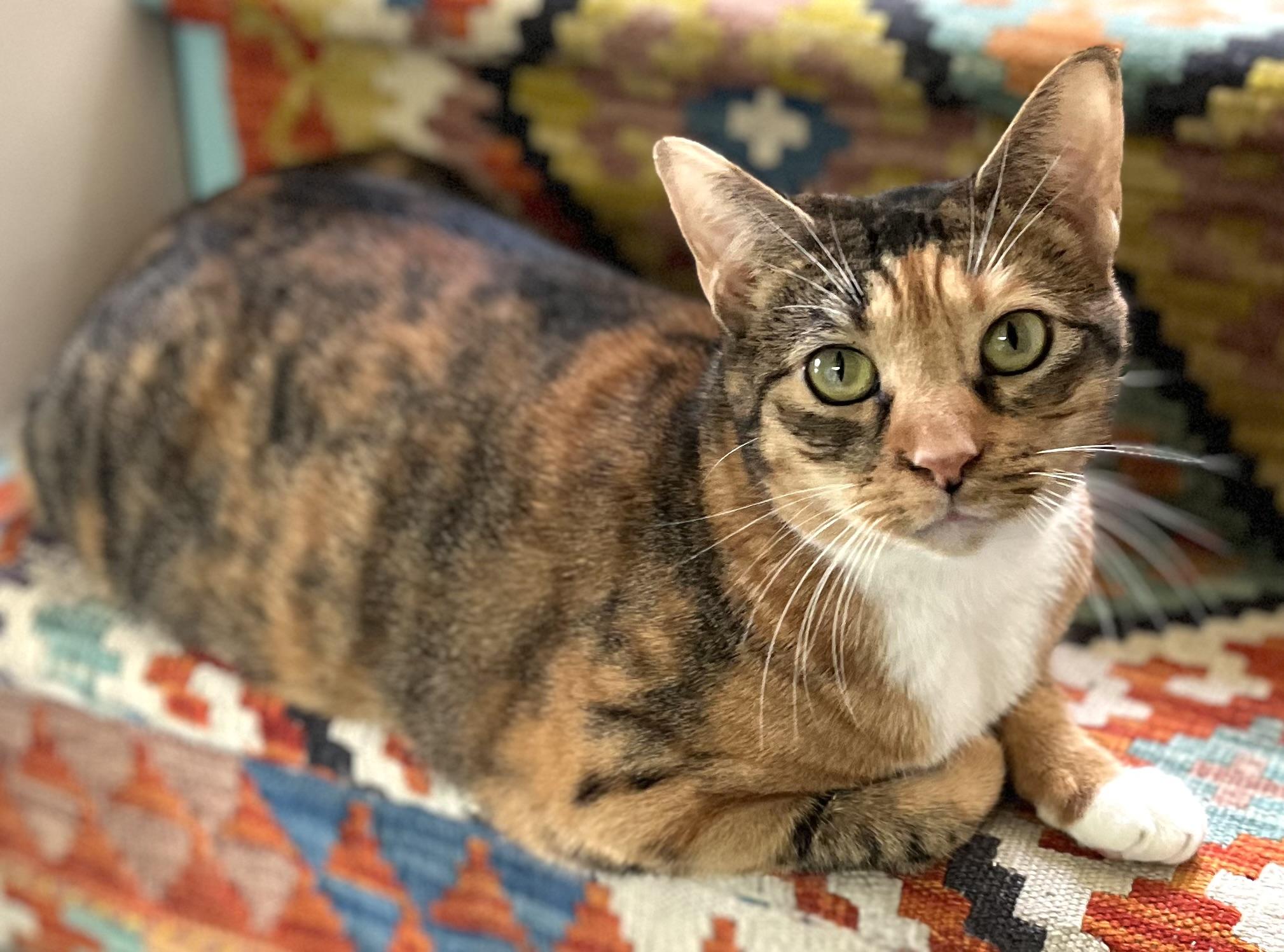 Pippa - Available for meet & greet, a Adoptable mixed breed in Warwick, RI image 2/6