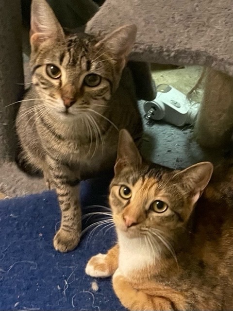 Pippa, a Adoptable mixed breed in Warwick, RI image 5/6