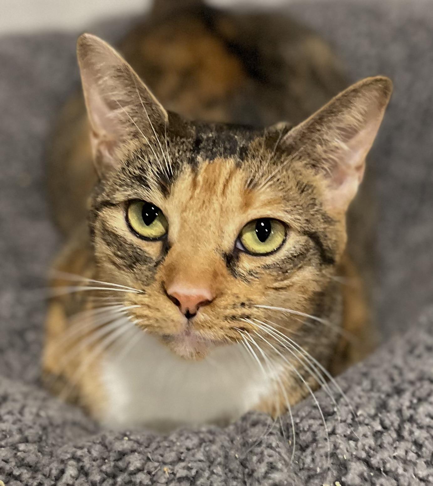 Pippa - Available for meet & greet, a Adoptable mixed breed in Warwick, RI image 6/6