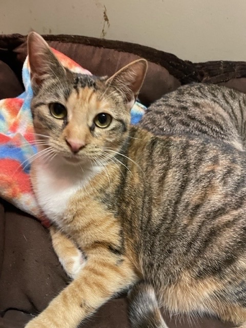 Pippa, a Adoptable mixed breed in Warwick, RI image 6/6