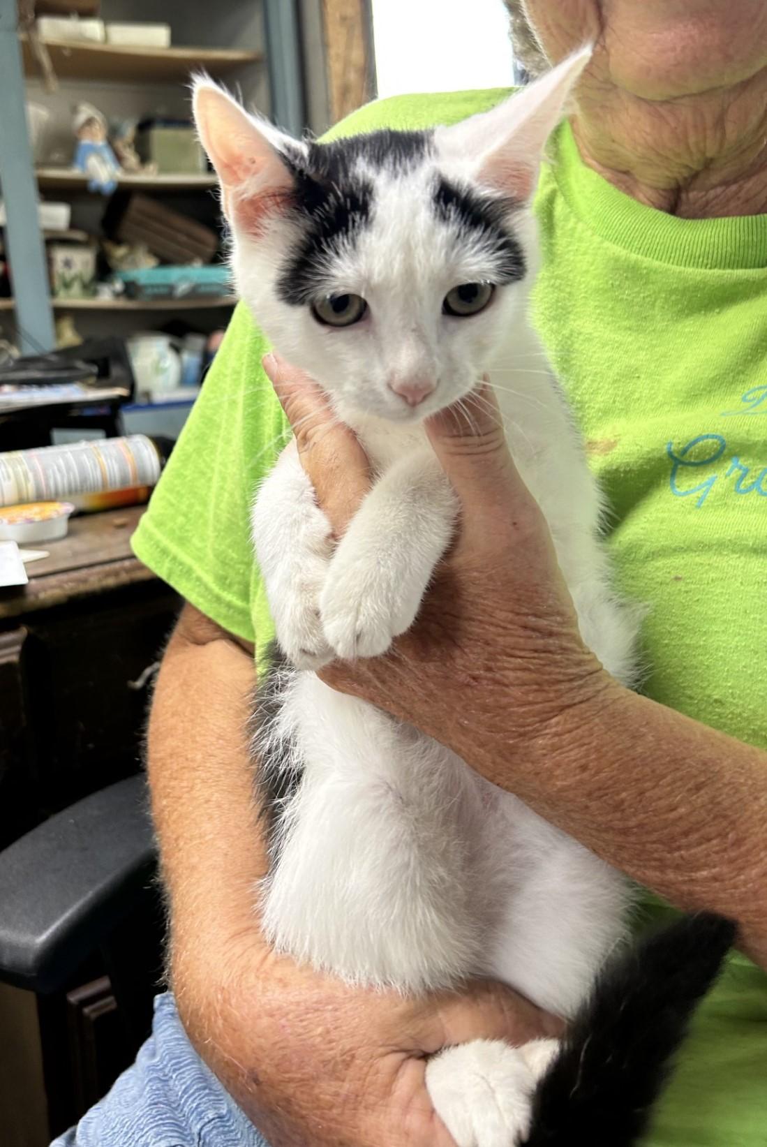 Joxer, a Adoptable Domestic Short Hair in Floyd, VA image 5/6