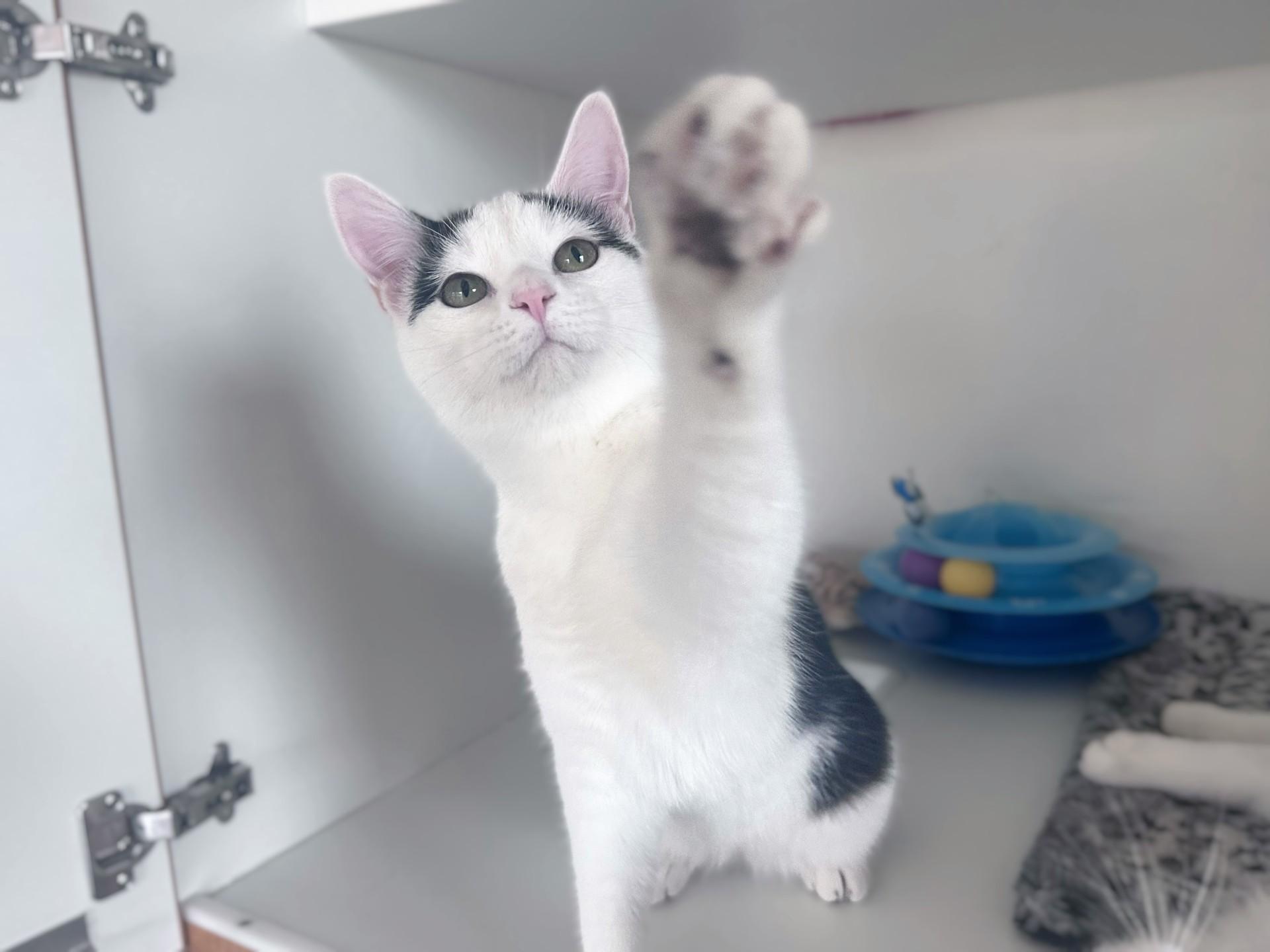 Joxer, a Adoptable Domestic Short Hair in Floyd, VA image 1/6