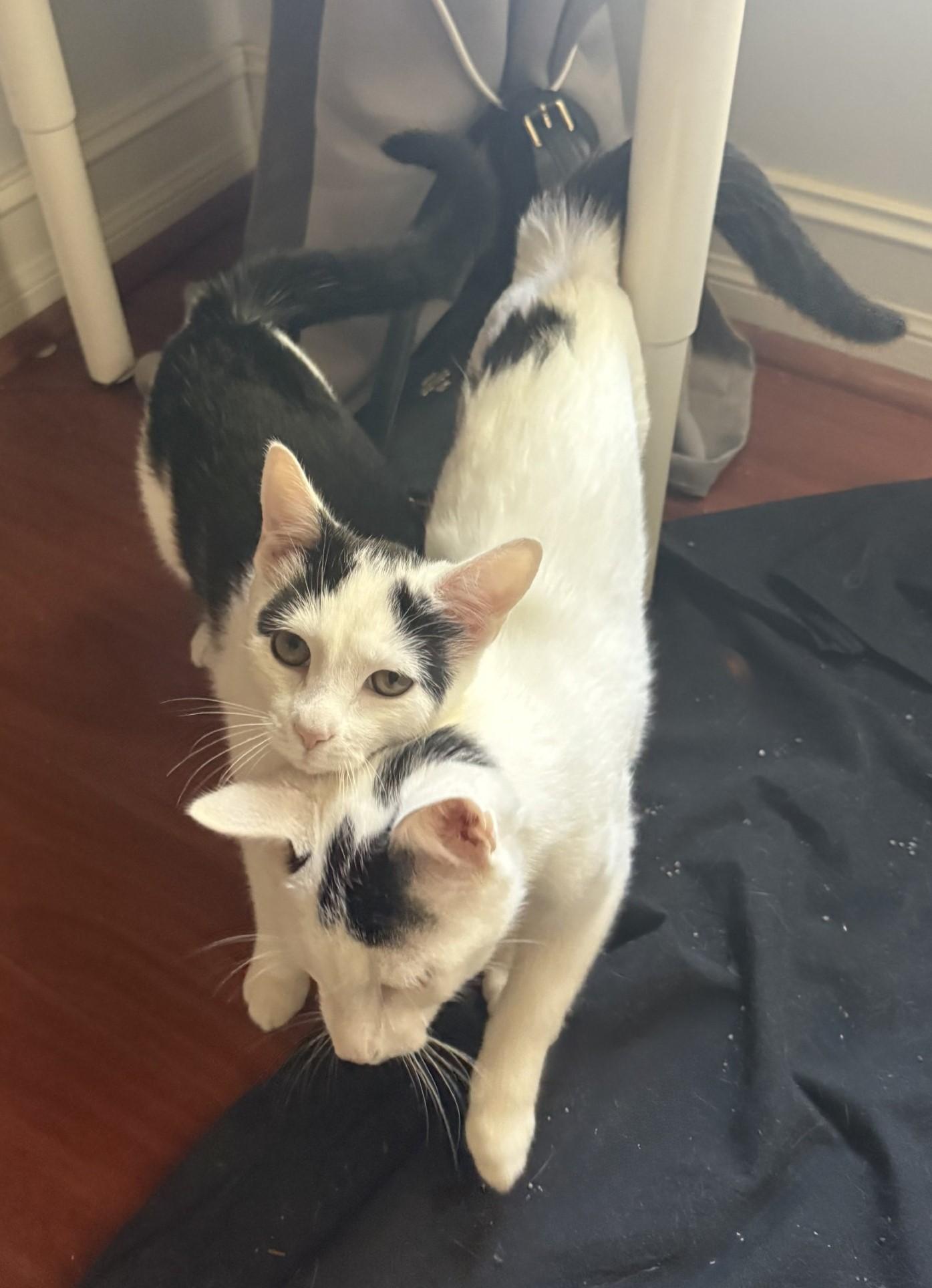 Joxer, a Adoptable Domestic Short Hair in Floyd, VA image 2/6