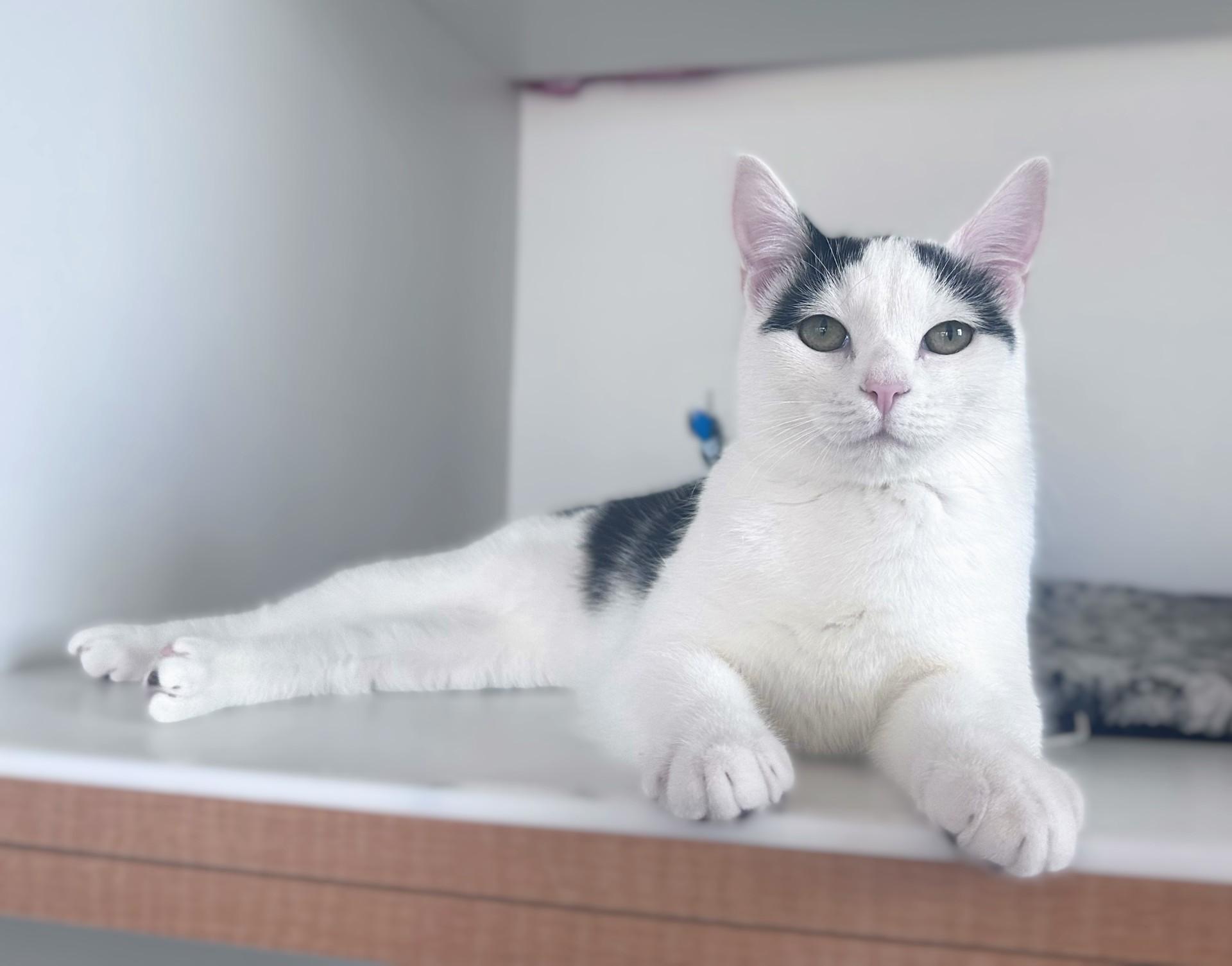 Joxer, a Adoptable Domestic Short Hair in Floyd, VA image 6/6