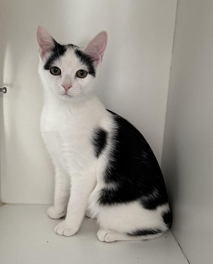 Joxer, a Adoptable Domestic Short Hair in Floyd, VA image 3/6