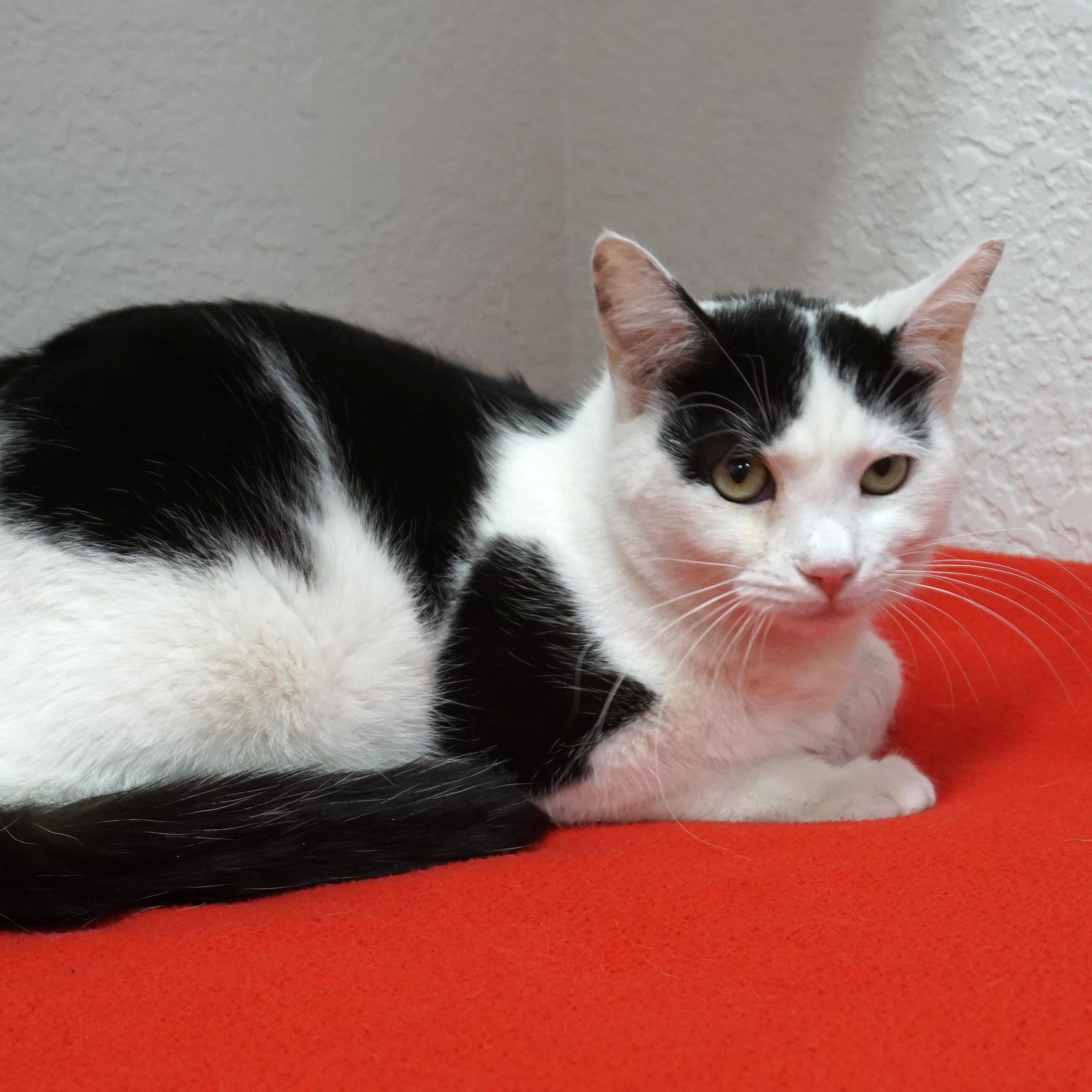 Enlarge Spencer Beau, an adopted Domestic Short Hair in Fountain Hills, AZ image 4/6